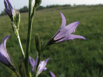 Fotografia da espécie Campanula rapunculus