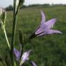 Fotografia 15 da espécie Campanula rapunculus do Jardim Botânico UTAD