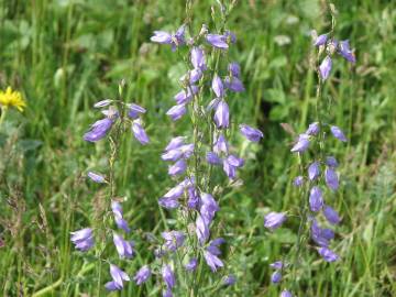 Fotografia da espécie Campanula rapunculus