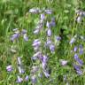 Fotografia 16 da espécie Campanula rapunculus do Jardim Botânico UTAD