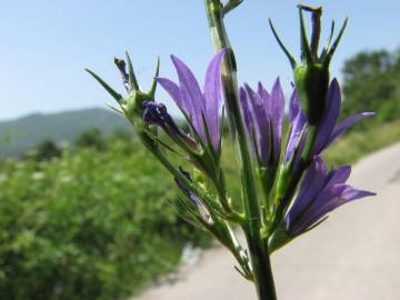 Fotografia da espécie Campanula rapunculus