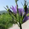 Fotografia 17 da espécie Campanula rapunculus do Jardim Botânico UTAD