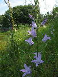 Fotografia da espécie Campanula rapunculus