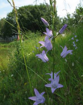 Fotografia 18 da espécie Campanula rapunculus no Jardim Botânico UTAD