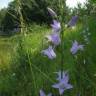 Fotografia 18 da espécie Campanula rapunculus do Jardim Botânico UTAD