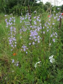 Fotografia da espécie Campanula rapunculus