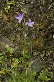 Fotografia da espécie Campanula rapunculus