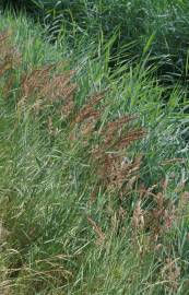 Fotografia da espécie Calamagrostis canescens