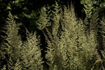 Fotografia da espécie Calamagrostis canescens