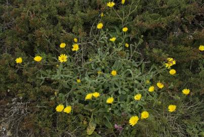 Fotografia da espécie Calendula suffruticosa subesp. algarbiensis