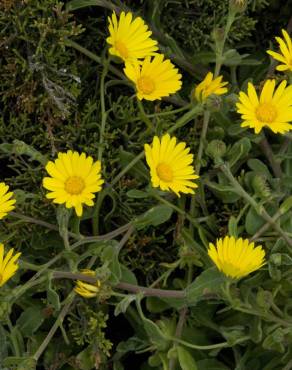 Fotografia 3 da espécie Calendula suffruticosa subesp. algarbiensis no Jardim Botânico UTAD