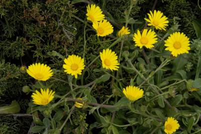 Fotografia da espécie Calendula suffruticosa subesp. algarbiensis