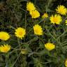 Fotografia 3 da espécie Calendula suffruticosa subesp. algarbiensis do Jardim Botânico UTAD