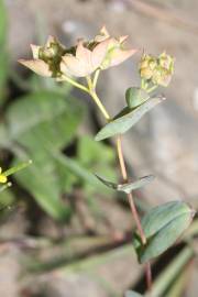 Fotografia da espécie Bupleurum rotundifolium