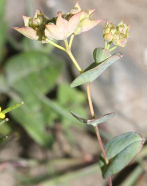 Fotografia 6 da espécie Bupleurum rotundifolium no Jardim Botânico UTAD