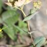 Fotografia 6 da espécie Bupleurum rotundifolium do Jardim Botânico UTAD