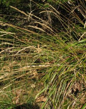 Fotografia 5 da espécie Calamagrostis arundinacea no Jardim Botânico UTAD