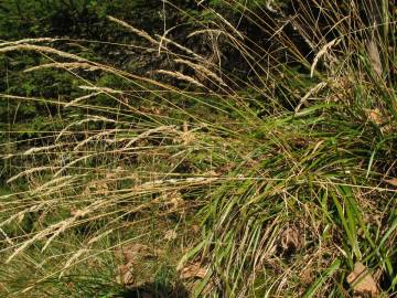 Fotografia da espécie Calamagrostis arundinacea