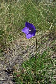 Fotografia da espécie Campanula herminii