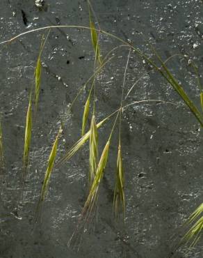 Fotografia 9 da espécie Bromus sterilis no Jardim Botânico UTAD