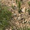 Fotografia 12 da espécie Bromus rubens do Jardim Botânico UTAD