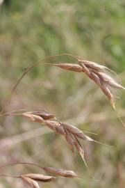 Fotografia da espécie Bromus racemosus