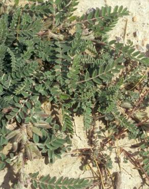 Fotografia 5 da espécie Astragalus stella no Jardim Botânico UTAD