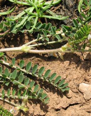 Fotografia 3 da espécie Astragalus hamosus no Jardim Botânico UTAD