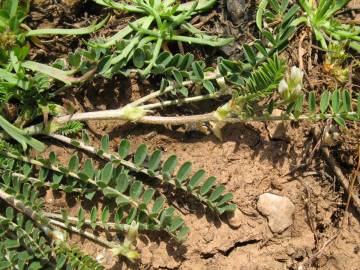 Fotografia da espécie Astragalus hamosus