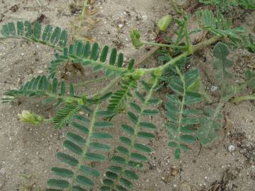 Fotografia da espécie Astragalus boeticus