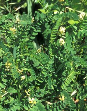 Fotografia 5 da espécie Astragalus boeticus no Jardim Botânico UTAD