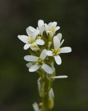 Fotografia 1 da espécie Arabis planisiliqua no Jardim Botânico UTAD