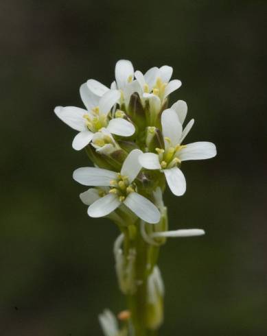 Fotografia de capa Arabis planisiliqua - do Jardim Botânico