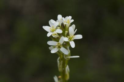 Fotografia da espécie Arabis planisiliqua