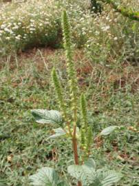 Fotografia da espécie Amaranthus powelii