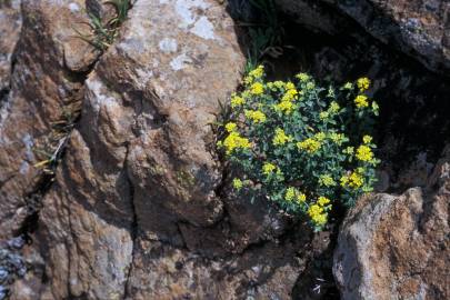 Fotografia da espécie Alyssum serpyllifolium