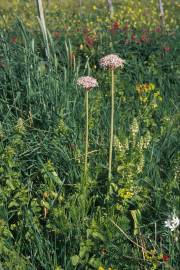 Fotografia da espécie Allium pallens