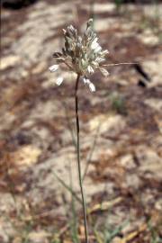 Fotografia da espécie Allium pallens