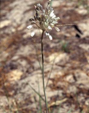 Fotografia 3 da espécie Allium pallens no Jardim Botânico UTAD