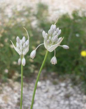 Fotografia 4 da espécie Allium pallens no Jardim Botânico UTAD