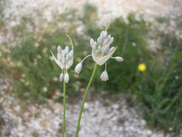 Fotografia da espécie Allium pallens