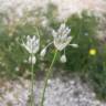 Fotografia 4 da espécie Allium pallens do Jardim Botânico UTAD