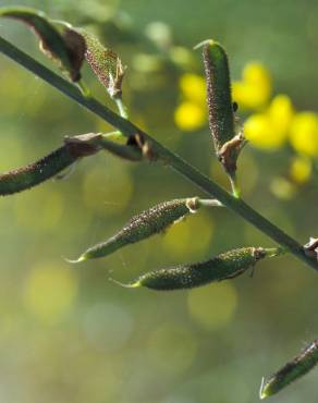 Fotografia 3 da espécie Adenocarpus complicatus no Jardim Botânico UTAD