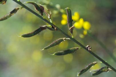 Fotografia da espécie Adenocarpus complicatus