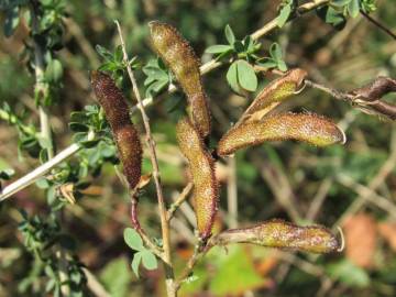 Fotografia da espécie Adenocarpus lainzii