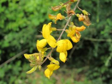 Fotografia da espécie Adenocarpus lainzii