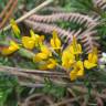 Fotografia 10 da espécie Adenocarpus lainzii do Jardim Botânico UTAD