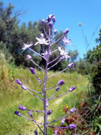 Fotografia da espécie Scilla hyacinthoides