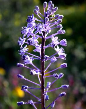 Fotografia 3 da espécie Scilla hyacinthoides no Jardim Botânico UTAD