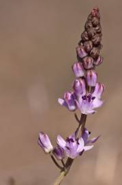 Fotografia da espécie Scilla autumnalis